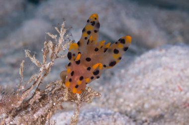 Thecacera sp. Nudibranch, deniz yaratığı