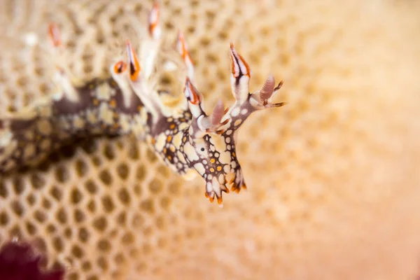 Bornella anguilla, Nahožábrý plž, mořská okurka — Stock fotografie