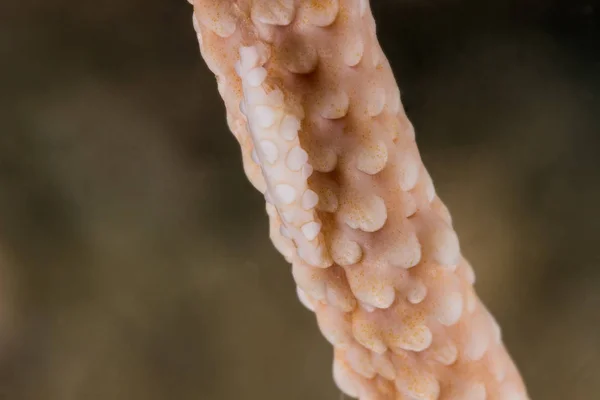 Cowries falsos (Phenacovolva sp. .) — Fotografia de Stock