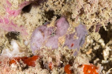 Pembe Frogfish 
