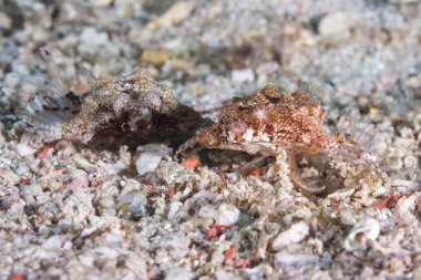 Seamoth (Pegasidae) Balık