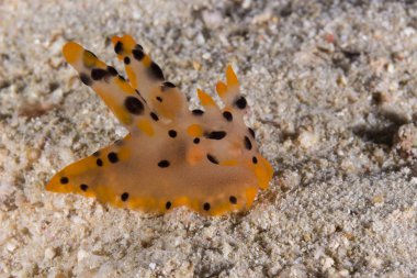 Thecacera sp. Nudibranch, deniz yaratığı