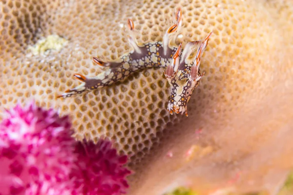 Bornella anguilla, Nudibranch, Sea Slug — Stock Photo, Image