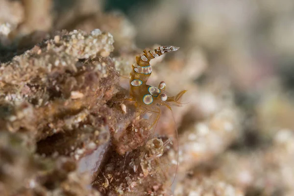 Camarão sexy no coral macio — Fotografia de Stock