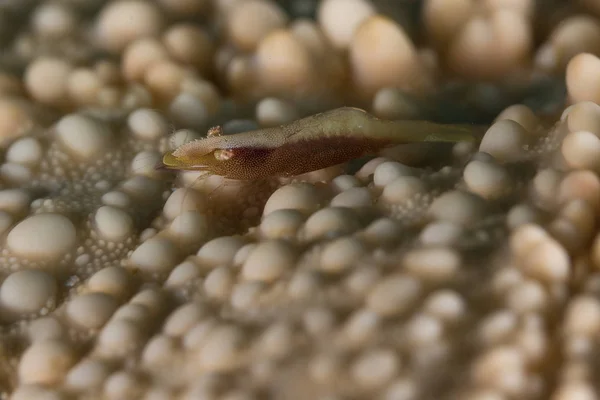 Imperador camarão no Pin-almofada estrela do mar — Fotografia de Stock