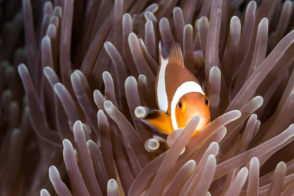 Clown Anemone Pesce — Foto Stock