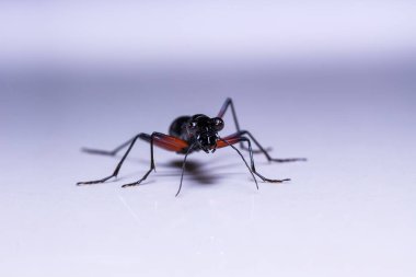 Tricondyla annulicornis, beyaz arka plan üzerinde böcek