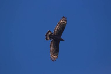 Gökyüzünde uçan kartal
