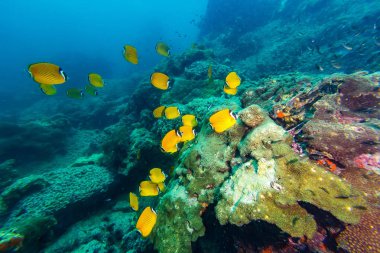 Weible's Butterflyfish (Chaetodontidae weibeli)