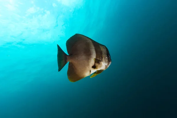 Teira Batfish (Platax teira) in blu — Foto Stock