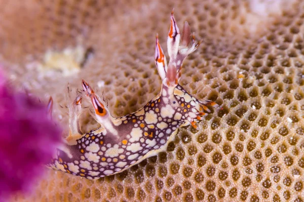 Bornella anguilla, Csupaszkopoltyús csigák, tengeri csiga — Stock Fotó