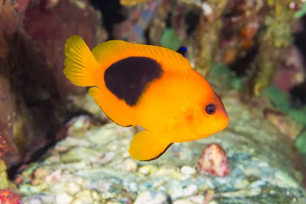 Pesce palla rosso (Amphiprion ephippium) ) — Foto Stock