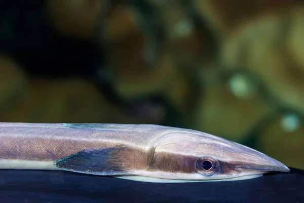 Schlanker Haifischsauger (echeneis naucrates)) — Stockfoto