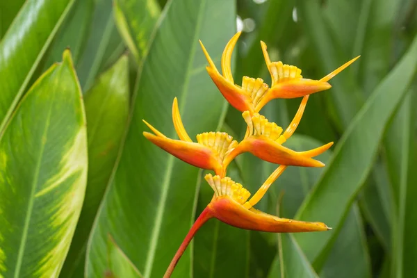 Heliconia, garras de lagosta — Fotografia de Stock