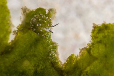 Yaprak koyun Nudibranch (Costasiella Kuroshimae)