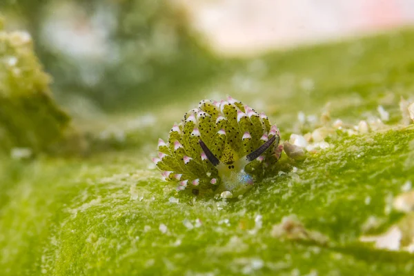 Yaprak koyun Nudibranch (Costasiella Kuroshimae)