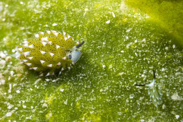Yaprak koyun Nudibranch (Costasiella Kuroshimae)