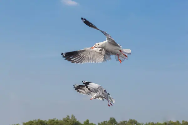 Gaviota Pico Delgado Volando Cielo Azul —  Fotos de Stock