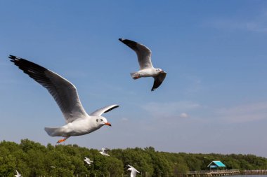 Mavi gökyüzünde uçan ince gagalı martı