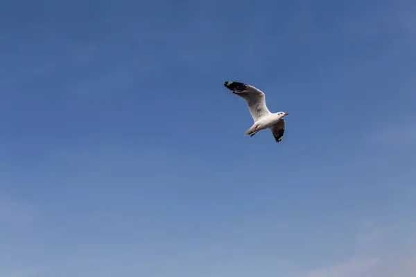 Slender Billed Gull Flying Blue Sky — Stock Photo, Image