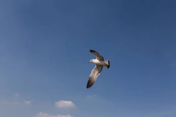 Gaviota de pico delgado volando —  Fotos de Stock