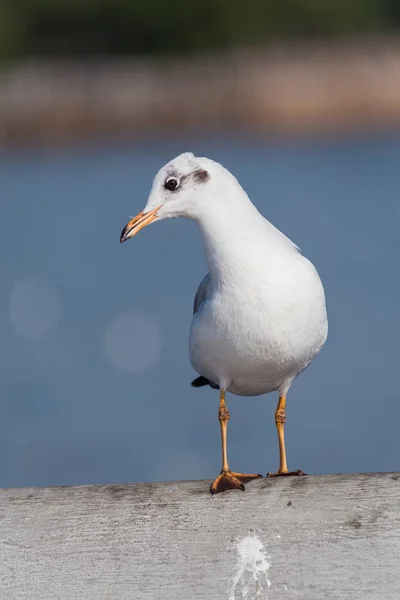 Gaviota Pico Delgado Pie Sobre Roca — Foto de Stock