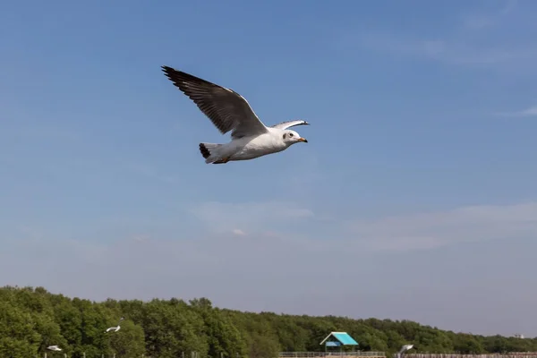 Летающая чайка с тонкими клювами — стоковое фото