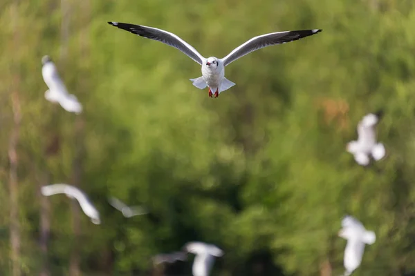 Gaviota de pico delgado volando —  Fotos de Stock