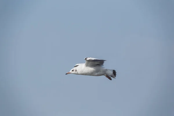 Slender-billed Gull vliegen — Stockfoto
