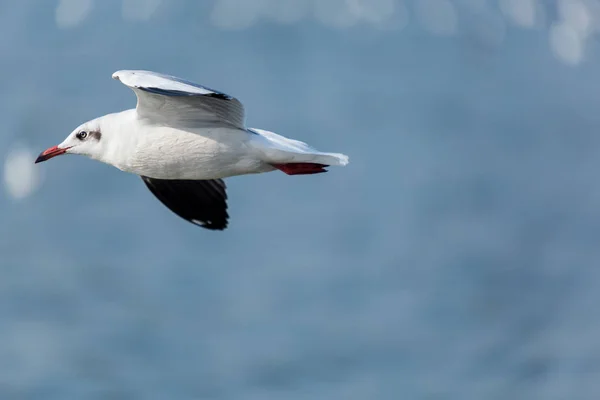 Slender účtoval létající Racek — Stock fotografie