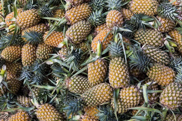 Wholesale and Bulk Canned Pineapple