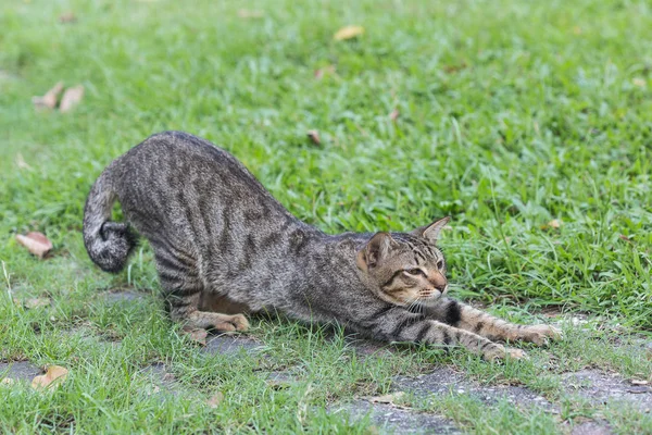 Die Entspannte Hauskatze Auf Der Wiese — Stockfoto