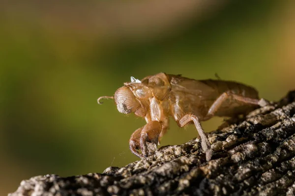 La Cicada exuviae — Foto de Stock