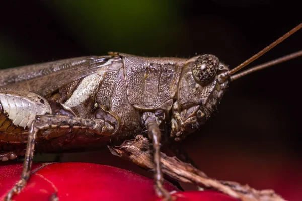 The Camouflage Grasshopper — Stock Photo, Image