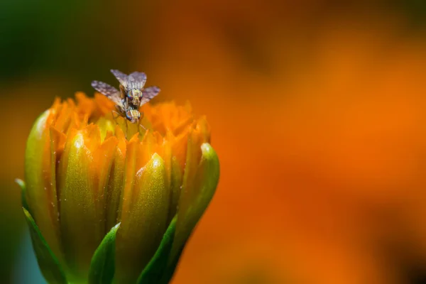 Meyve sinekleri çiftleşme