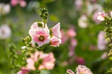 Bahçedeki pembe hollyhocks