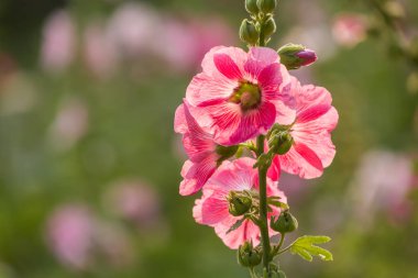 Pembe Hollyhocks