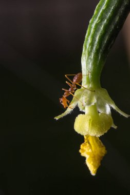 Karınca salatalık üzerinde