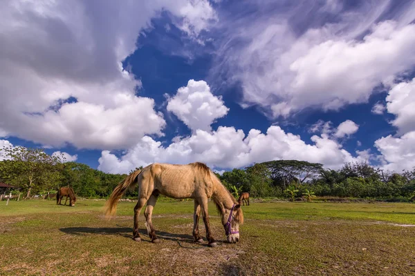 Hästar på fältet — Stockfoto