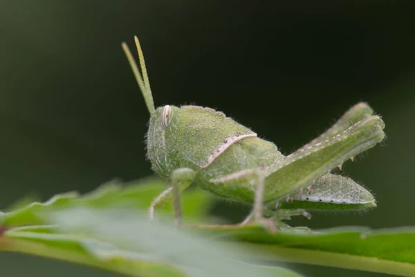 The Green Grasshopper — Stock Photo, Image