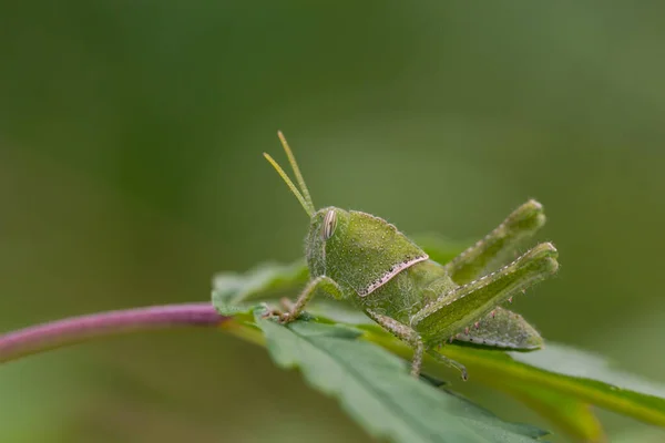 The Green Grasshopper — Stock Photo, Image