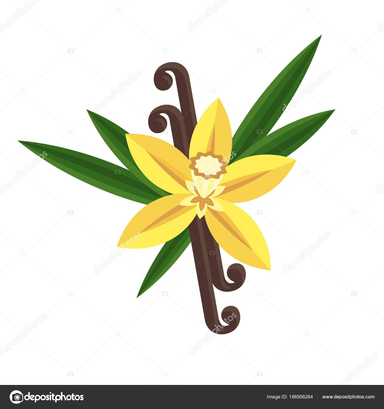 Vanilla Flower Flat Illustration Stock Vector Quarta