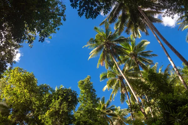 Тропічні Дерева Долоні Лісі Джунглів Сонячні Промені Сяють Хоча Балдахін — стокове фото