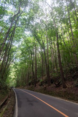 Bilar, Bohol, Filipinler 'deki Maun İnsan Yapımı Ormanı. Yol boyunca ağaçlar