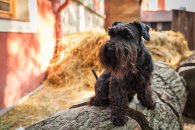 Güzel genç kız ve onun köpeği siyah schnauzer bir çiftlikte