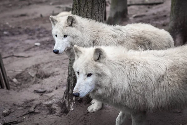 Гордість білих вовків у лісі, що шукає здобич — стокове фото