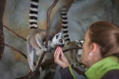 Catta lemur hayvanat bahçesinde bir ağaç dalı üzerinde bir aperatif tadını çıkarmak ve rahatla