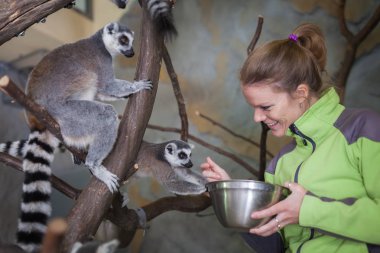 Catta lemur hayvanat bahçesinde bir ağaç dalı üzerinde bir aperatif tadını çıkarmak ve rahatla