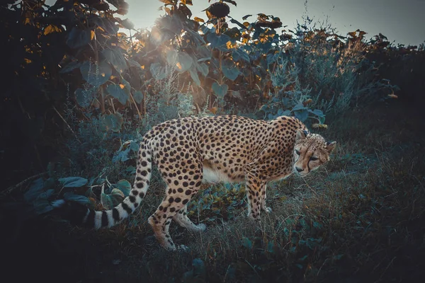 Cheetah em um passeio na natureza de perto Vendo arredores — Fotografia de Stock