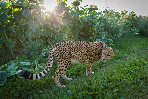 Cheetah em um passeio na natureza de perto Vendo arredores — Fotografia de Stock